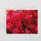 ジンジャーフラワーズ、プエルトリコフラワーズ ポストカード (正面/裏面)