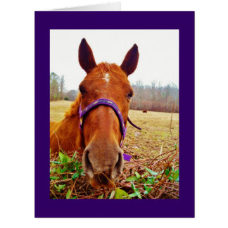 ジンジャーブラウンホース顔