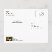 ジンジャーブレッドクリスマス飾りありがとうはがき ポストカード (裏面)