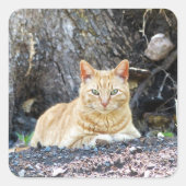 ジンジャーボーイ スクエアシール (正面)