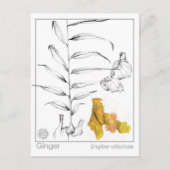 ジンジャーマテリアメディカハーブ勉強カード ポストカード (正面)