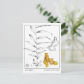 ジンジャーマテリアメディカハーブ勉強カード ポストカード (スタンド正面)