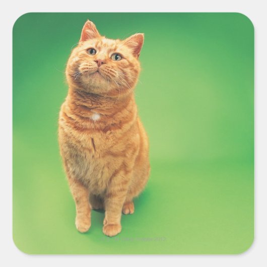 ジンジャー猫が座って上を見ている スクエアシール (正面)