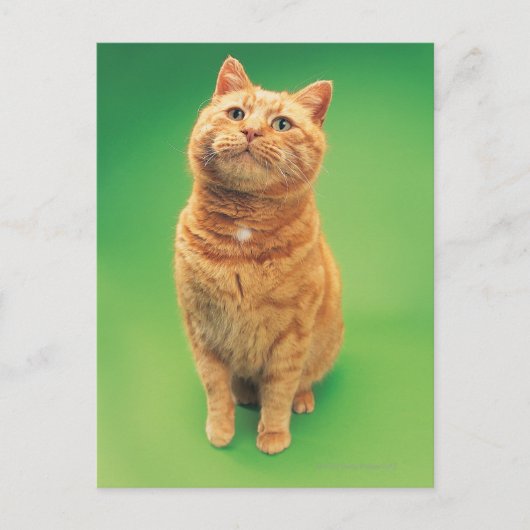 ジンジャー猫が座って上を見ている ポストカード (正面)