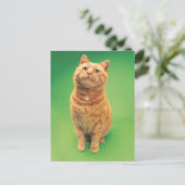 ジンジャー猫が座って上を見ている ポストカード (スタンド正面)