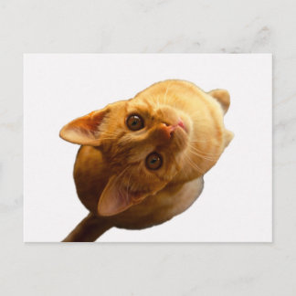 ジンジャー虎猫キッテン ポストカード