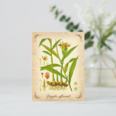 ジンジャー – ヴィンテージイラストレーション ポストカード (スタンド正面)