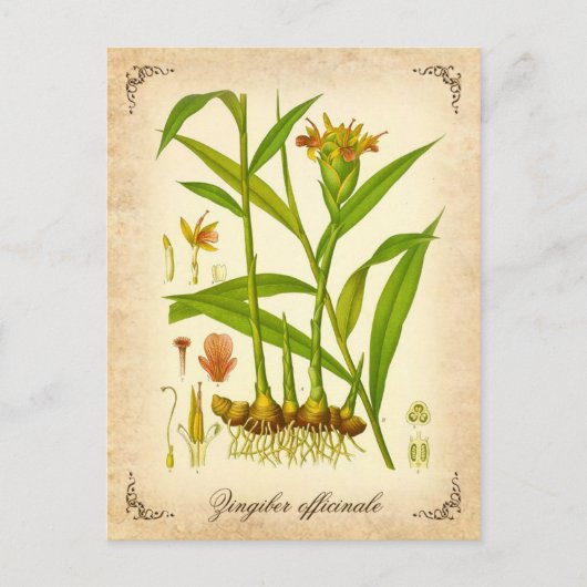 ジンジャー – ヴィンテージイラストレーション ポストカード (正面)