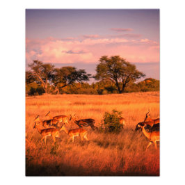 ジンバブエはアンテロープのポスターの純粋な自然 フォトプリント