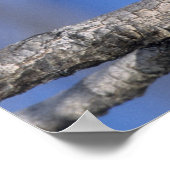 ジンバブエ。真珠の斑点フクロウのクローズアップ ポスター (角)