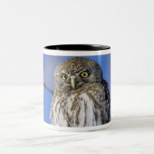 ジンバブエ。真珠斑点フクロウのクローズアップ ツートーンマグカップ (中央)