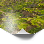 ジンファンデルヴィンヤードの端にある古い赤い納屋 フォトプリント (角)