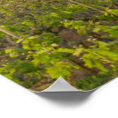 ジンファンデルヴィンヤードの端にある古い赤い納屋 ポスター (角)