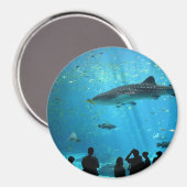 ジンベイザメ マグネット (正面/裏面)