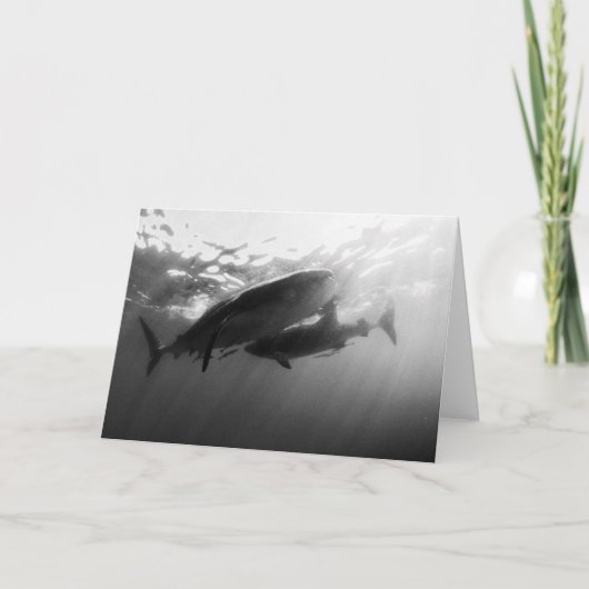 ジンベイザメNotecard カード (正面)