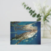 ジンベエザメとトモウズラ ポストカード (スタンド正面)