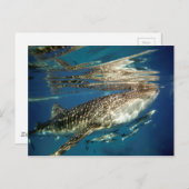 ジンベエザメとトモウズラ ポストカード (正面/裏面)