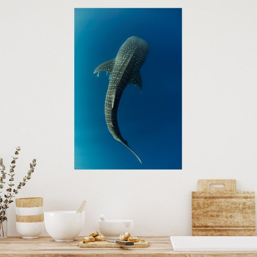 ジンベエザメの上面 ポスター (キッチン)