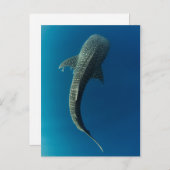 ジンベエザメの上面 ポストカード (正面/裏面)