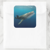 ジンベエザメ泳ぎ スクエアシール (バッグ)