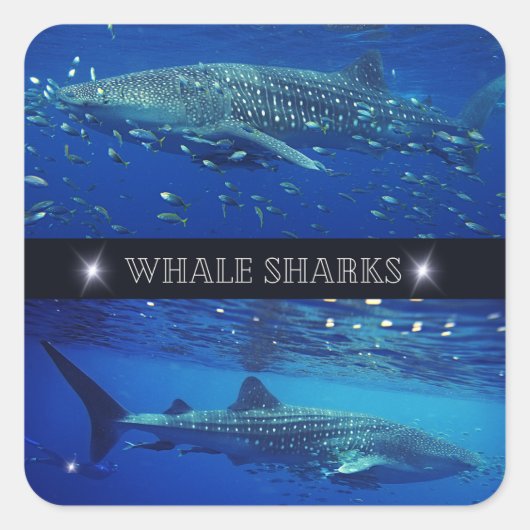 ジンベエザメ スクエアシール (正面)