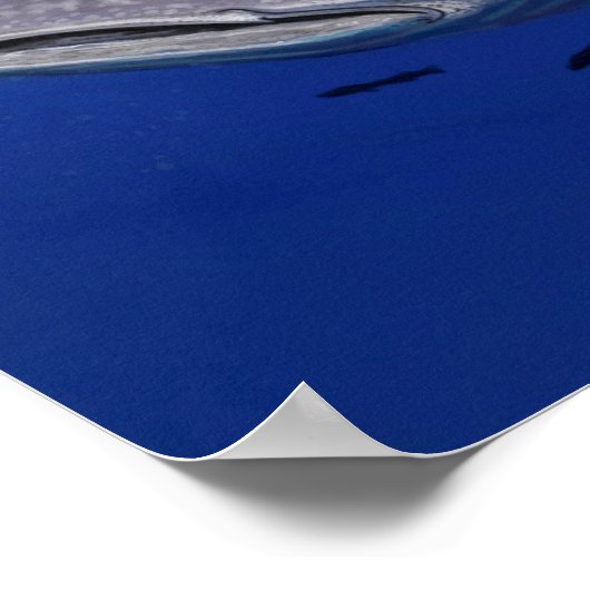 ジンベエザメ ポスター (角)