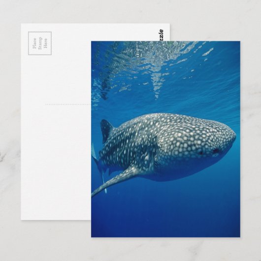 ジンベエザメ ポストカード (正面/裏面)