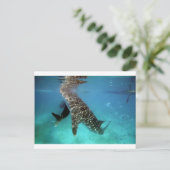 ジンベエ食べ物を与えザメ ポストカード (スタンド正面)