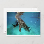 ジンベエ食べ物を与えザメ ポストカード (正面/裏面)