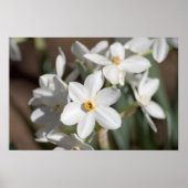 ジヴァ紙ホワイトフラワー ポスター (正面)