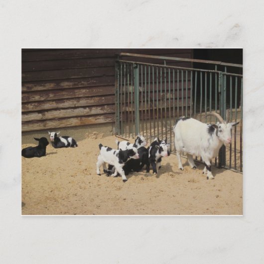 ジーゲンファミリー ポストカード (正面)