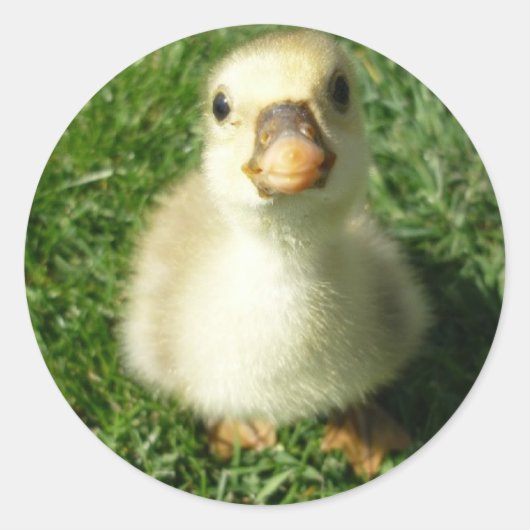 ジージャス ラウンドシール (正面)