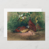 ジ絵を描ョゼフ・ウルフのとがり鳥 ポストカード (正面/裏面)