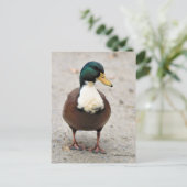 スアベドメスティックマラードデュクレアバイバードオッドアヒル ポストカード (スタンド正面)