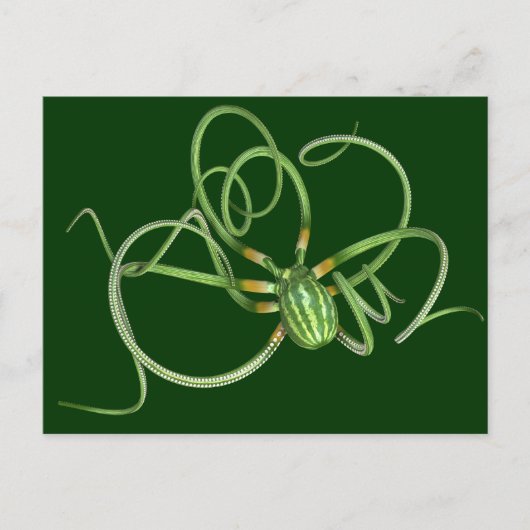 スイカの日タコ ポストカード (正面)