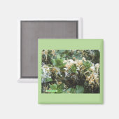 スイカズラの花が咲く マグネット (正面/裏面)