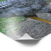 スイカチキンフォトプリント フォトプリント            (角)