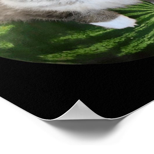 スイカ猫間抜けミーム ポスター (角)