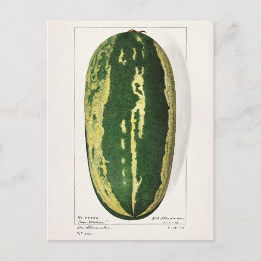 スイカ（シトルラス・ラナツ）フルーツズ絵画ス ポストカード (正面)