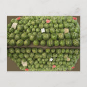 スイカ ポストカード (正面)