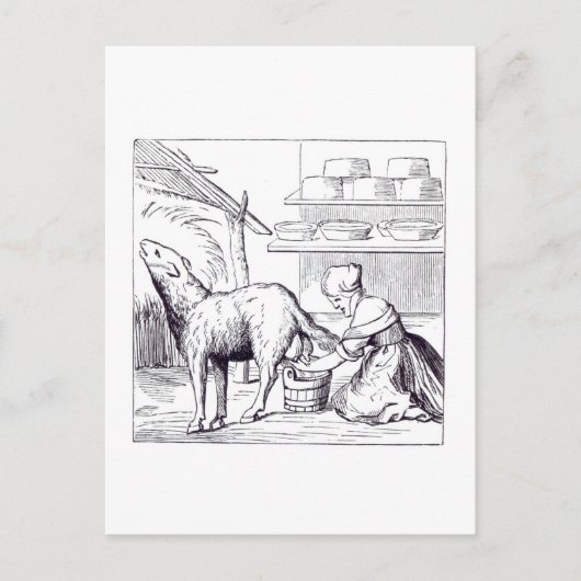 スイスでのチーズ製造 ポストカード (正面)