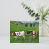 スイスのクースナヒト近くで草を食べているスイスの牛 ポストカード (スタンド正面)