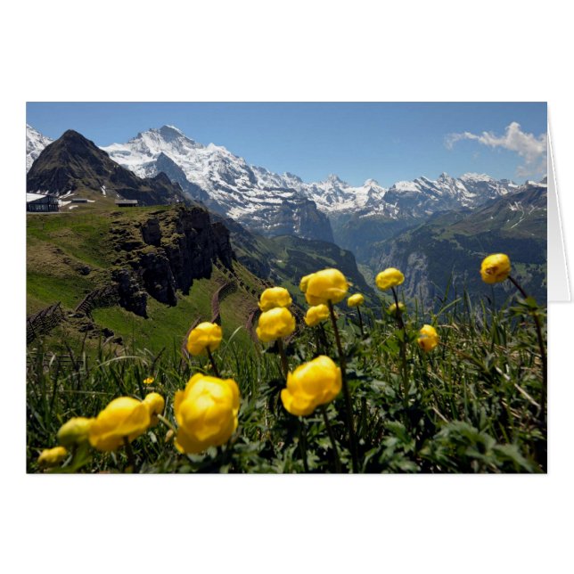 スイスの挨拶状、Grindelwaldの黄色い花 (正面横)