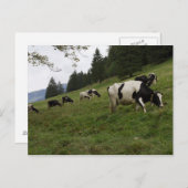 スイスの牛 ポストカード (正面/裏面)