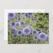 スイスガーデンに咲く紫色のグローブアザミ ポストカード (正面/裏面)