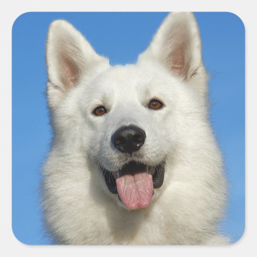 スイスシェパード犬 スクエアシール (正面)