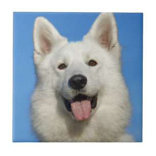 スイスシェパード犬 タイル