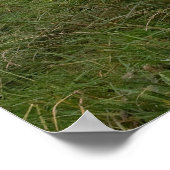 スイス牛のポスター ポスター (角)