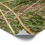 スイス牛 ポスター (角)