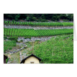 スイス連邦共和国のブドウ園